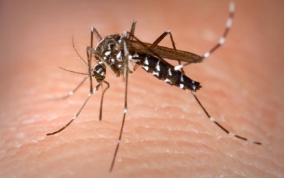 Actuació de control del Mosquit Tigre