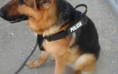 La unitat canina de la Policia Local participa a la campanya de seguretat de Nadal