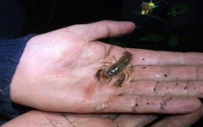 Es conserva una petita població autòctona de cranc de riu al Parc del Montnegre