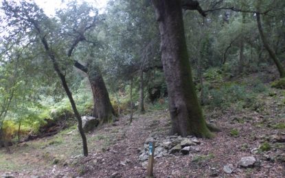 L’Eva de Can Pica ens porta fins a les alzines centenàries de Can Portell