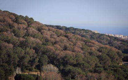En Sergi Fontseca ens descobreix els diferents tipus de pins que podem trobar al Maresme