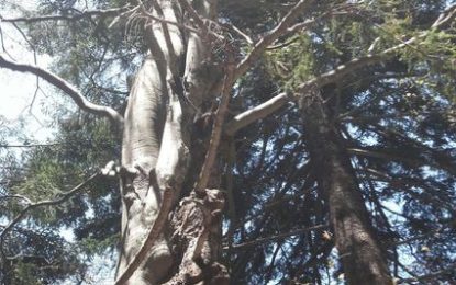 La Núria Pujol puja al Montseny en el seu programa “La tarda és Espais Naturals”