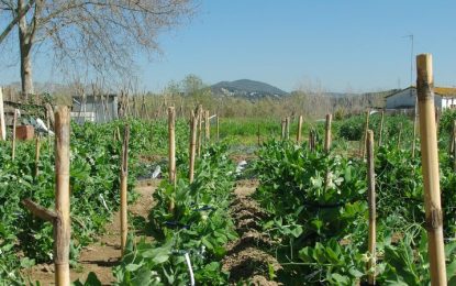 En Joan Madrid explica com afecten les pluges d’aquests dies als cultius del seu hort