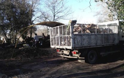 Llenyes Pignatelli té la serra al costat del parc Prudenci Bertrana, on s’hi poden veure piles de troncs d’alzina.