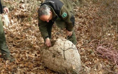 Tordera retira un total de 15 nius de vespes asiàtiques durant el 2018