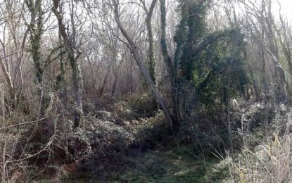 Les freixes son els arbres predominants als Prats d’en Gay