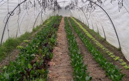 A partir d’avui es pot presentar la Declaració Única Agrària