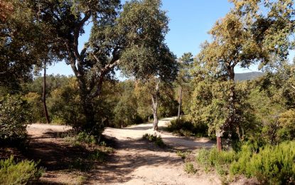 Descobrint Tordera ens explica per què el Coll Pedreguet és un terreny propici per plantar-hi vinyes, com ja hi havia fa anys
