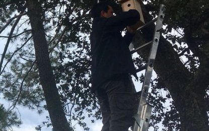 Alumnes de l’Institut Lluís Companys instal·len noves caixes nius per afavorir l’arribada d’aus insectívores que evitin la proliferació de la processionària