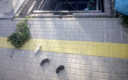 Policia Local rescata a tres gatets d’un contenidor d’escombraries