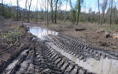 Un tala d’arbres no autoritzada afecta un 13% de la zona protegida de la Roureda