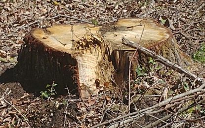 El PSC de Tordera recorda que ja havia alertat de tales incontrolades en certes finques forestals
