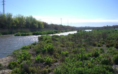 Tot seguint el curs del riu, el Descobrint Tordera es troba un gran ramat d’ovelles pasturant a l’alçada de l’aeròdrom de Palafolls