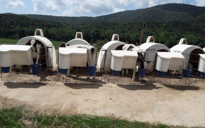 La ramaderia Can Thos ens endinsa en els estudis genètics i morfològics de la vaca frisona dins del Descobrint Tordera