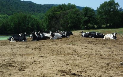 Descobrint Tordera visita la ramaderia de Can Thos on ens expliquen com treballen per millorar la qualitat de la llet