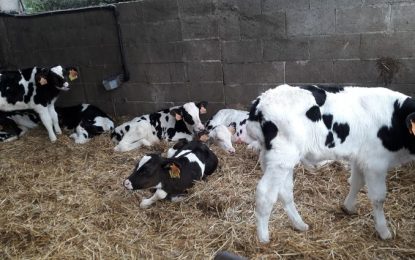 Descobrint Tordera ens porta fins a la ramaderia Mas Julià