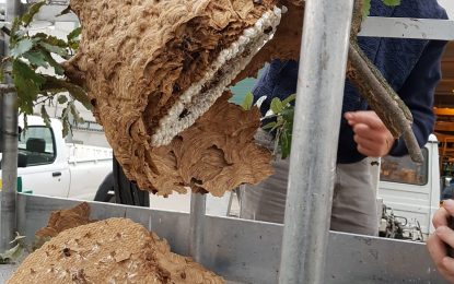 Al Descobrint Tordera coneixem el tractament per combatre la Vespa depredadora asiàtica