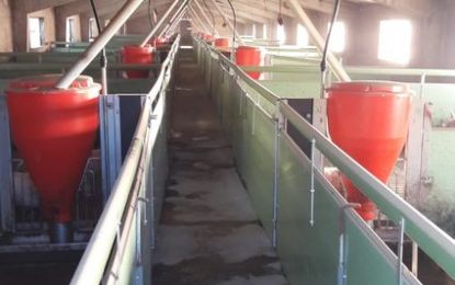 Descobrint Tordera ens porta fins a la granja Valloparda, especialitzada en l’engreix de porcs