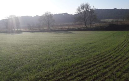 Descobrint Tordera ens porta fins als camps on s’estan recuperant antigues varietats de blat