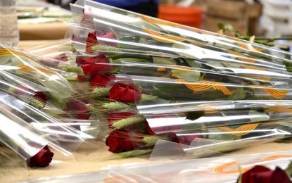 Els floricultors preveuen un Sant Jordi de rècord per la coincidència amb la campanya del 28-A
