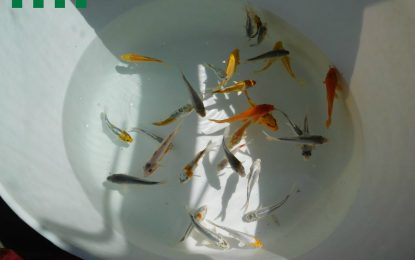 Intervenen 60 carpes Koy a un veí de Tordera