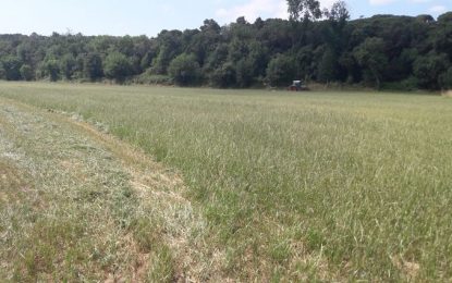 Descobrint Tordera puja a un tractor per segar un camp d’alfals de la granja de Can Palomeres