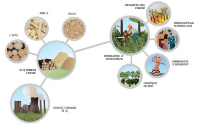 La biomassa forestal pot abastir d’energia tèrmica el 20% de la industria barcelonina, segons un estudi de la Diputació i el Clúster de Biomassa
