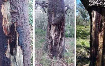 Tordera participa en un projecte de recerca pioner a Catalunya per combatre el fong que ataca les alzines sureres