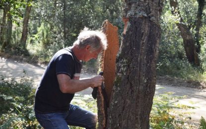 La plaga de l’eruga del suro compromet “greument” la campanya de pela i farà reduir fins a un 25% la producció