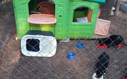 L’associació protectora Por Ellos acull diversos tipus d’animals domèstics i de granja al seu refugi