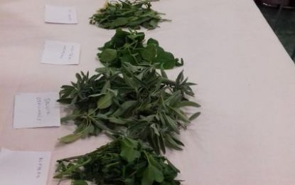Els assistents a la xerrada sobre herbes remeieres de l’Oncolliga van poder sortir amb un herbari fet per ells mateixos