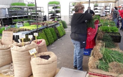 En Joan Barceló munta parada al mercat de Tordera per vendre tot tipus de planter i plantes aromàtiques