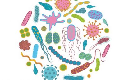 Amb la nutricionista Clara Muñoz Puig ens endinsem avui a conèixer més a fons la microbiota