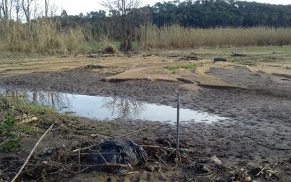El Gremi de Viveristes xifra en almenys 2,5 milions d’euros els danys provocats pel temporal Gloria al Maresme