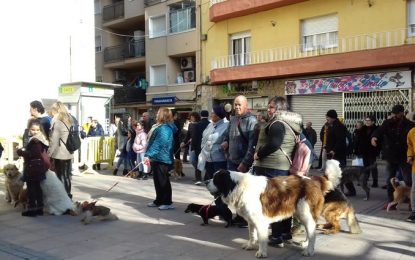 Tordera celebra la festivitat de Sant Antoni Abat sense cercavila de cavalls i els tres tombs