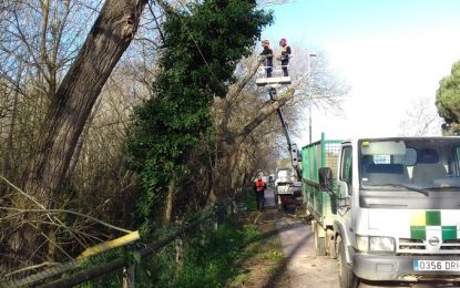 La brigada de jardineria poda les branques dels arbres dels aiguamolls de Sant Pere