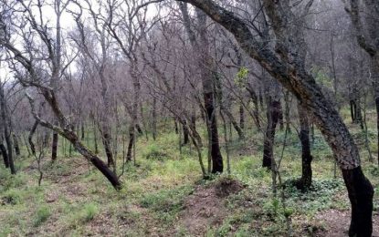 Un estudi de l’institut Cartogràfic i geològic constata diverses hectàrees afectades a Tordera per l’eruga del suro