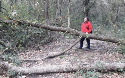 En Sergi Fontseca explica els passos legals que s’han de seguir per retirar els arbres que han caigut al bosc