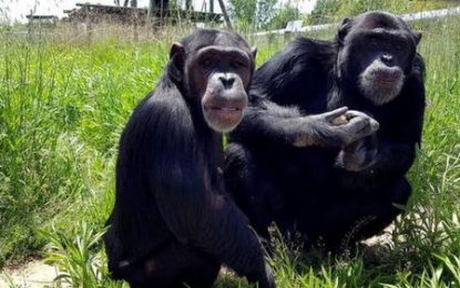 La Fundació Mona treballa per el benestar i la conservació dels primats rescatant-los de situacions de captiveri