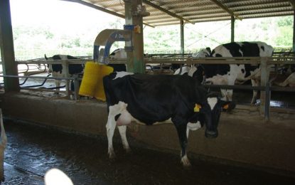 La granja lletera de Can Thos ha pogut mantenir la seva activitat durant el confinament