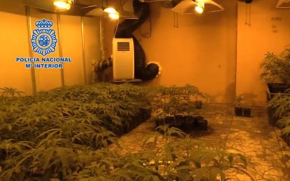 Desmantellen dues plantacions de marihuana ocultes en cases de Tordera i gestionades per una banda de narcotraficants