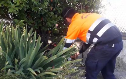 Es reincorpora personal confinat de jardineria i brigada de l’ajuntament