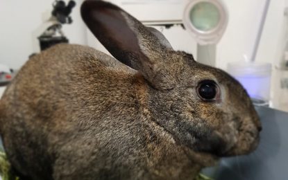 La clínica veterinària Veganvet ens explica quins serveis ofereix aquests dies amb cita prèvia