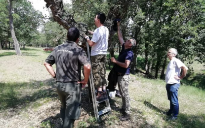 Recerca pionera a Tordera per combatre el fong de les alzines sureres