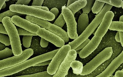 El cos humà té 10 bacteris per cada cèl·lula