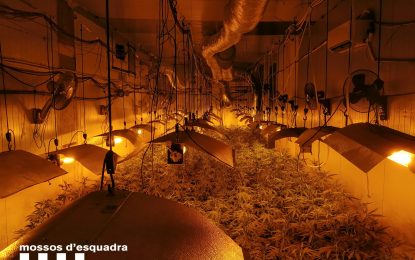 Desmantellen una plantació de marihuana a una nau de Tordera