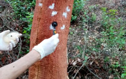 Tordera acull, un any més, un estudi per tractar una malaltia que afecta sureres i alzines