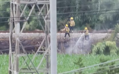 Apagat un incendi a un canyissar de la zona de Jalpí