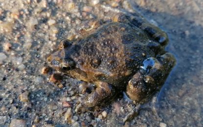 La Tordera manté la seva biodiversitat