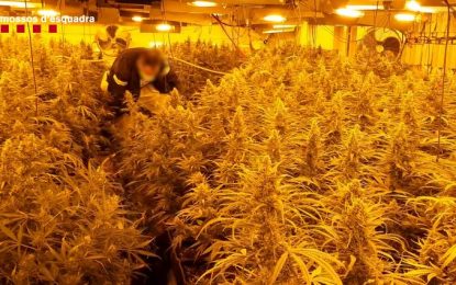 Un escorcoll a Tordera destapa un grup criminal dedicat al tràfic de marihuana a gran escala
